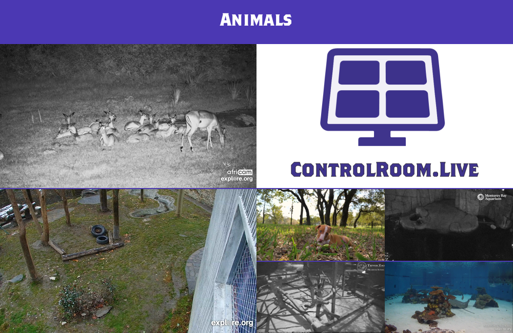 Animals Image Thumbnail